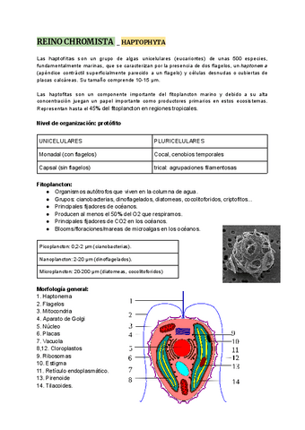 Algas-Chromistas-Haptophyta.pdf