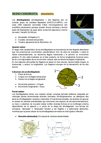 Algas-Chromistas-Dinophyta.pdf