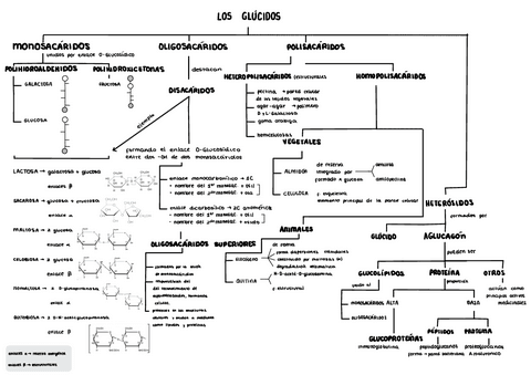 Biologia-Mapa-Conceptual-Glucidos.pdf