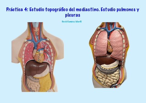 Practica-4.-Estudio-pulmones-y-pleuras.-Estudio-topografico-mediastino.pdf