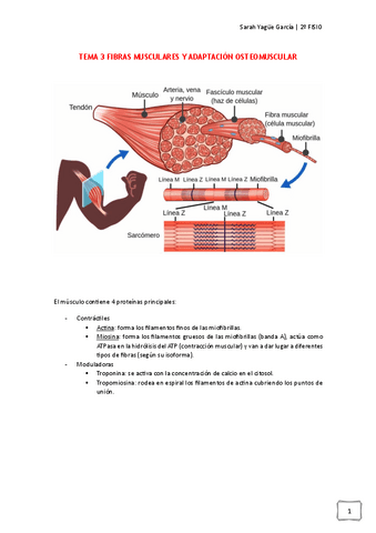 Tema3-Fibras-musc-y-adaptacion-osteomuscular-Sarah-Yague.pdf