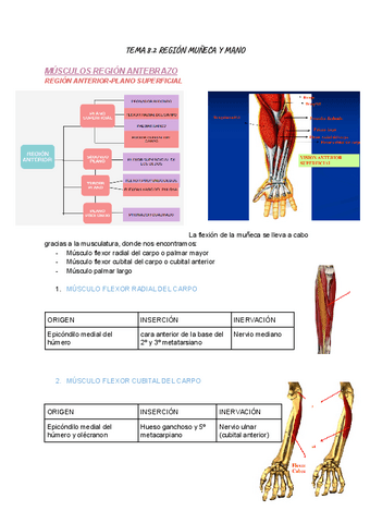 TEMA-8.2-ANATOMIA-I.pdf