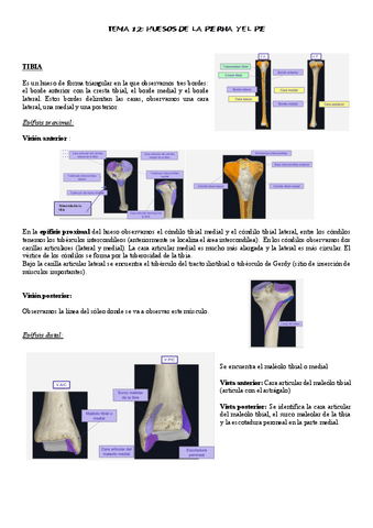 tema-12-ANATOMIA.pdf