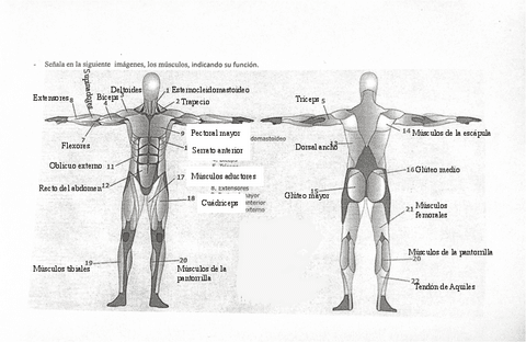 Musculos-examen.pdf