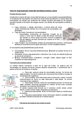 Embriologia-parte-4-organogenesis-temas-16-17.pdf