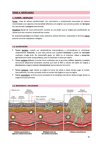 4. Neoplasia.pdf