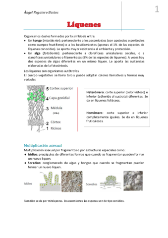 14.Resumen Líquenes.pdf