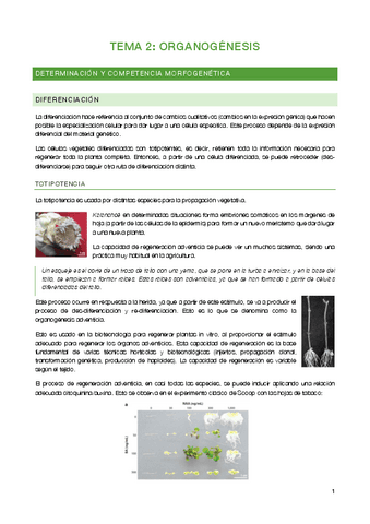 Tema-2-Organogenesis.pdf
