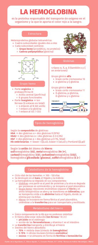 Infografía hemoglobina | U4 - Análisis hematológico de la serie roja. Eritropatología.pdf
