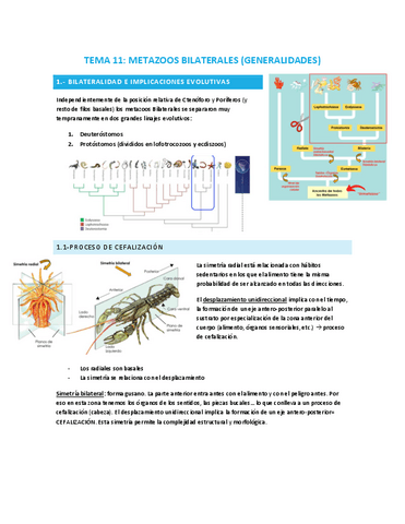 TEMA-11-animales-bilaterales-generalidades.pdf