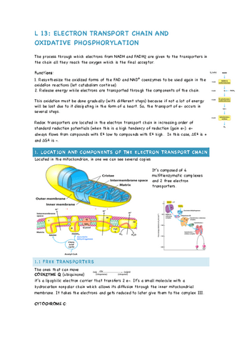 L13-ELECTRON-TRANSPORT-CHAIN-AND-OXIDATIVE-PHOSPHORYLATION.pdf