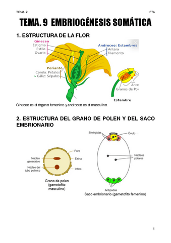 TEMA.-9-EMBRIOGENESIS-SOMATICA.pdf