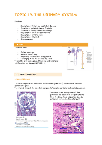 TOPIC-19-The-urinary-system.pdf
