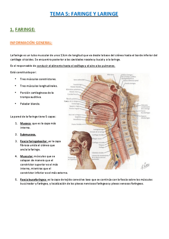TEMA-5-FARINGE-Y-LARINGE..pdf