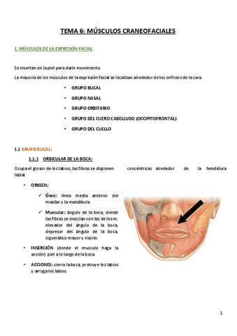 TEMA-6-musculos-craneofaciales-clase.pdf