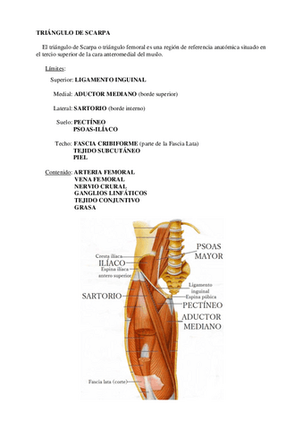 Triangulo-de-Scarpa.pdf
