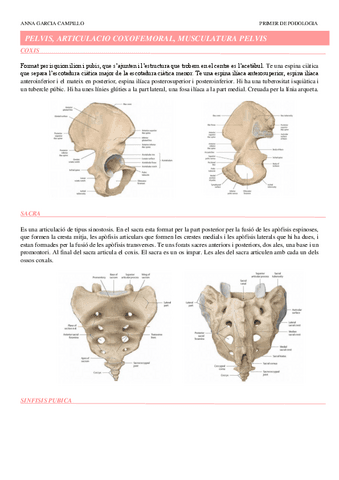 TEMA-7.-PELVIS-ARTICULACIO-COXOFEMORAL-I-MUSCULATURA-PELVIS.pdf