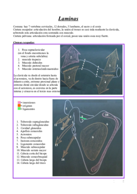 tema 2 anatomia miembro superior.pdf