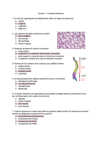 Parcial-1-Anatomia.pdf