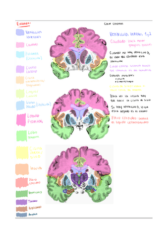 Laminas-anatomia.pdf