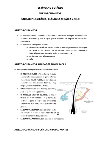 TEMA-4-EL-ORGANO-CUTANEO.pdf