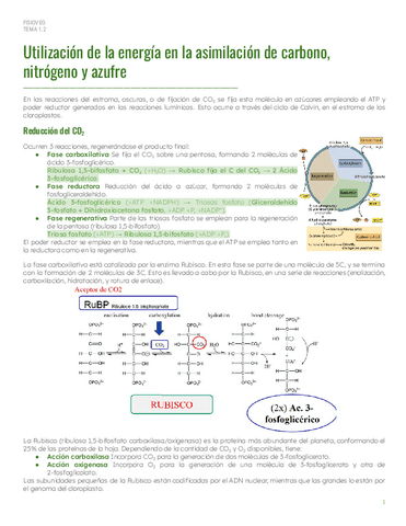 PAR1Tema-1.2-Energia-en-asimilacion-C-N-S.pdf