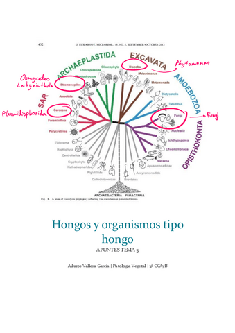 T5-hongos-y-org-tipo-hongo.pdf