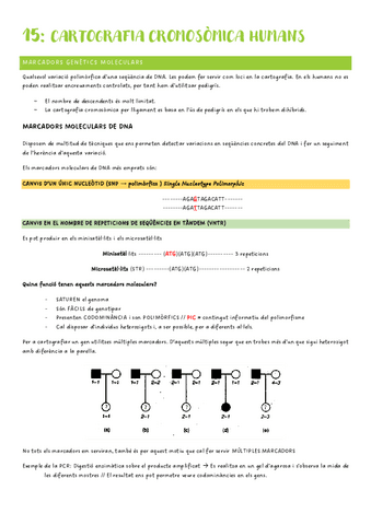 Genetica-2n-Parcial-tema-15.pdf