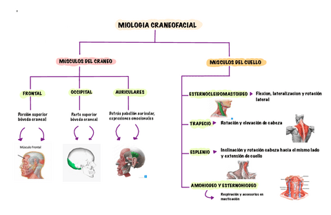 Musculos-de-la-cara-y-cuello.pdf