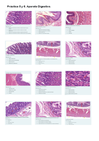 Práctica 5. Cuestionario Aparato Digestivo.pdf