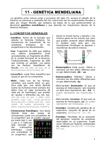 11-Genetica-mendeliana.pdf