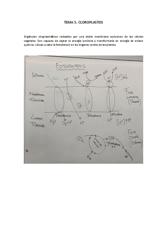 TEMA-5.-CLOROPLASTOS.pdf