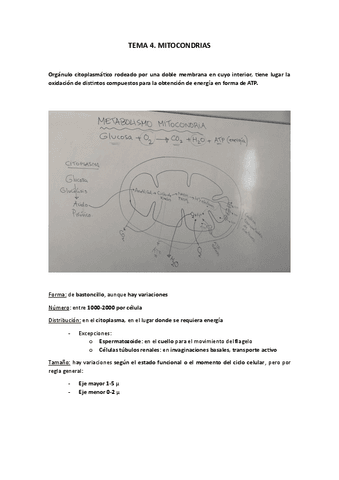 TEMA-4-MITOCONDRIAS.pdf