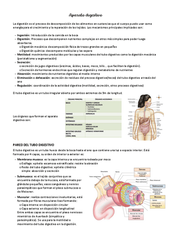 ANATOMIA-T8-digestivo.pdf