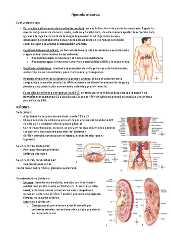 ANATOMIA-T10-urinario.pdf