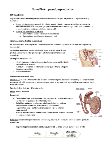 ANATOMIA-T14-reproductor.pdf