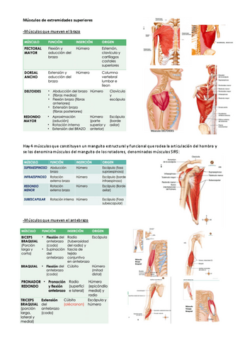 ANATOMIA-T5.3.pdf