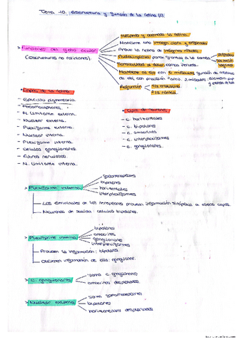 Resumen-Neuro-Tema-10-18..pdf