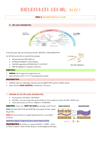 BIOLOGIA-CELLULAR-PRIMER-PARCIAL-versio-actualitzada.pdf