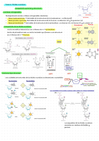Bioquimica-Tema-6.-Estructura-De-Los-Acidos-Nucleicos.pdf