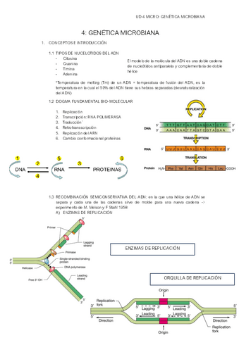UD4-GENETICA-MICROBIANA.pdf