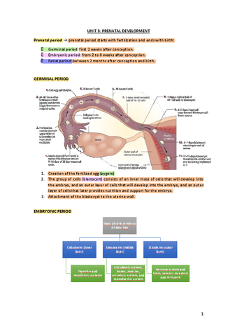 Tema-3-Ciclo-Vital-revisado.pdf