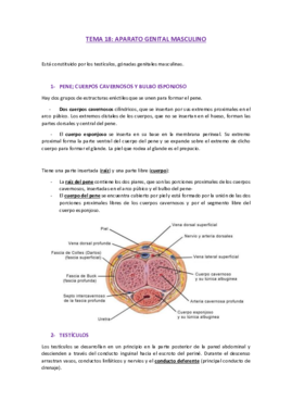 Miniatura del documento 18-genital masculino.pdf