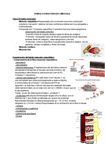 TEMA-6-ESTRUCTURA-DEL-MUSCULO.docx.pdf