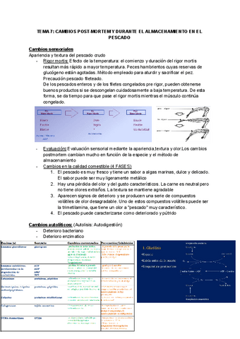 TEMA-7-CAMBIOS-POST-MORTEM-Y-DURANTE-EL-ALMACENAMIENTO-EN-EL-PESCADO.docx.pdf