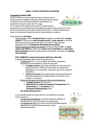 TEMA-3-PLANTAS-SUPERIORESNUTRICION.pdf