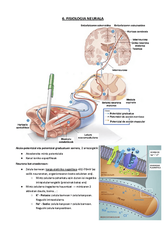 06.-FISIOLOGIA-NEURALA.pdf