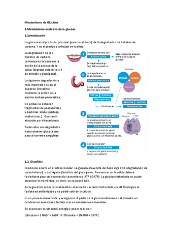 BioquimicaMetabolismoGlucidos.pdf