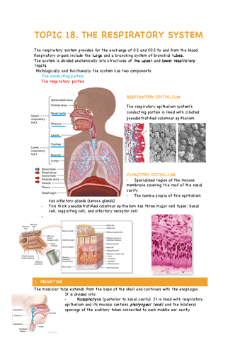 TOPIC-18-The-respiratory-system.pdf