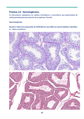 Segunda-entrega-del-cuaderno-de-practicas.pdf